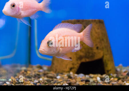 Foto von Aquarium Fischen Mbunas im Süßwasser Stockfoto