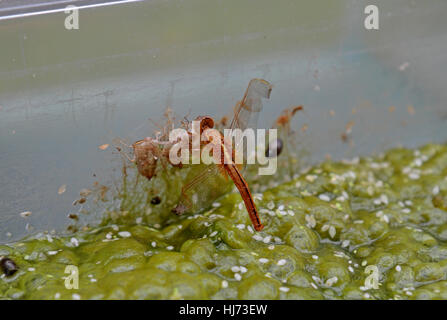 Eine gemeinsame Darter (Sympetrum Striolatum) Libelle aus seiner Nymphe Stadium, UK. Stockfoto