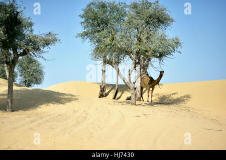 Kamele in Dubai Desert in Tag, Dubai, Vereinigte Arabische Emirate Stockfoto