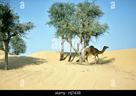 Kamele in Dubai Desert in Tag, Dubai, Vereinigte Arabische Emirate Stockfoto