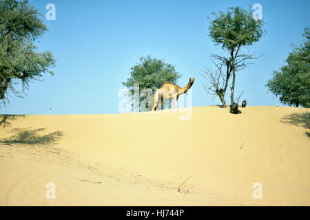 Kamele in Dubai Desert in Tag, Dubai, Vereinigte Arabische Emirate Stockfoto