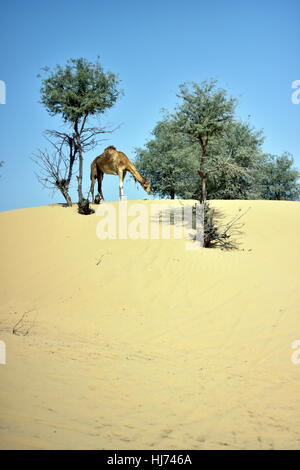 Kamele in Dubai Desert in Tag, Dubai, Vereinigte Arabische Emirate Stockfoto