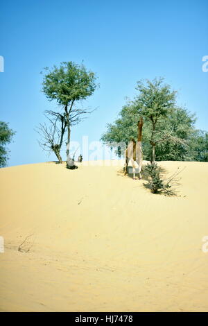 Kamele in Dubai Desert in Tag, Dubai, Vereinigte Arabische Emirate Stockfoto