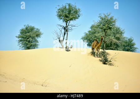 Kamele in Dubai Desert in Tag, Dubai, Vereinigte Arabische Emirate Stockfoto