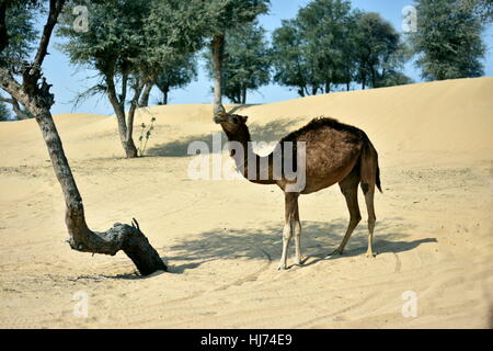 Kamele in Dubai Desert in Tag, Dubai, Vereinigte Arabische Emirate Stockfoto