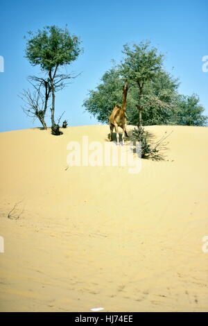 Kamele in Dubai Desert in Tag, Dubai, Vereinigte Arabische Emirate Stockfoto