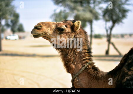 Kamele in Dubai Desert in Tag, Dubai, Vereinigte Arabische Emirate Stockfoto