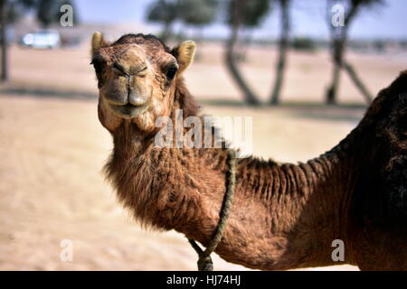 Kamele in Dubai Desert in Tag, Dubai, Vereinigte Arabische Emirate Stockfoto