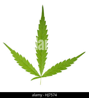 Leuchtend grüne Cannabis Sativa Blatt isoliert auf weißem Hintergrund Stockfoto