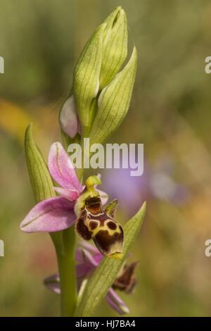 Nahaufnahme der Waldschnepfe Orchidee Blume (Ophrys Scolopax SSP. Orientalis) Stockfoto