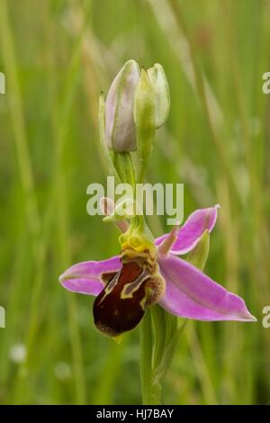 Nahaufnahme der Biene Orchidee (Ophrys Apifera) Blume Stockfoto