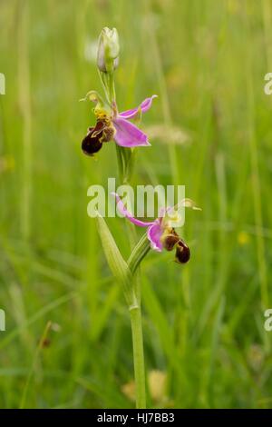 Biene Orchidee (Ophrys Apifera) wächst auf Kalkstein Grasland Stockfoto