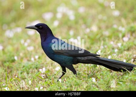 Männliche Boot-angebundene Grackle auf grasbewachsenen Ufer Stockfoto