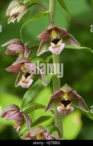 Nahaufnahme von Broad-leaved Helleborine Orchidee (Epipactis Helleborine) Blumen Stockfoto