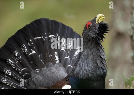 Nahaufnahme des männlichen Auerhahn in den alten Caledonian Wald anzeigen Stockfoto