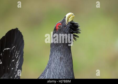 Nahaufnahme des männlichen Auerhahn in den alten Caledonian Wald anzeigen Stockfoto