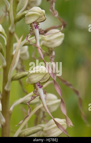 Nahaufnahme von Lizard Orchid (Himantoglossum Hircinum) Blumen Stockfoto