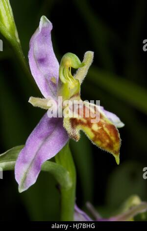 Wespe Orchidee Blume (Ophrys Apifera var Trollii) Nahaufnahme Stockfoto