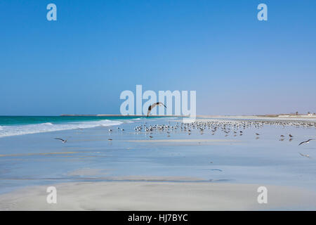 Beautiful Ocean Küste in der Nähe von Taqah, Dhofar, Oman Stockfoto