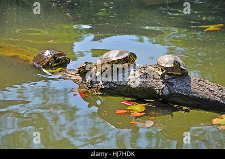 Süßwasser Schildkrötenteich in Unian Lido, Cavallino, Jesolo, Italien. Stockfoto