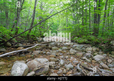 Lage von einer Stichleitung aus der East Branch & Lincoln Protokollierung Railroad (1893-1948) in North Fork Junction in der Pemigewasset Wildnis von New Hampsh Stockfoto