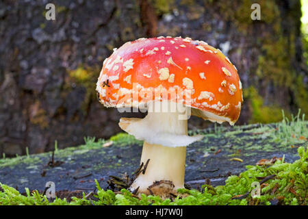 Amanita Muscaria, allgemein bekannt als der Fliegenpilz oder Fly Amanita ist ein Poisonouso Pilz. Es ist ein Halluzinogen und tödlich giftig, wenn nicht gekocht Stockfoto