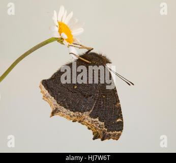 Ein Trauermantel Schmetterling, Nymphalis Antiopa, fordert eine Camberwell Schönheit und Grand Surprise, ein Ende der Saison Wildblumen. Stockfoto