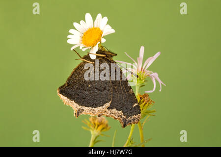 Ein Trauermantel Schmetterling, Nymphalis Antiopa, auch genannt eine Camberwell Beauth und Grand Surprise, auf ein Ende der Saison Wildblumen. Stockfoto