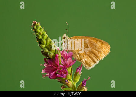 Ein Schmetterling Ocker Ringel, Coenonympha Tullia Insulana auf eine Wildblume. Stockfoto