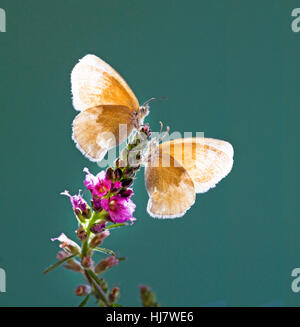 Ein paar Ocker Ringel Schmetterlinge, Coenonympha Tullia Insulana auf eine Wildblume. Stockfoto