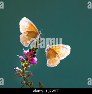 Ein paar Ocker Ringel Schmetterlinge, Coenonympha Tullia Insulana auf eine Wildblume. Stockfoto