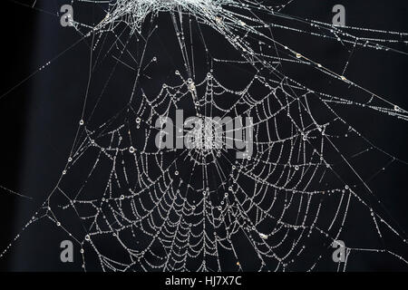 Das Web von einem Kreuz Orbweaver Spinne, Araneus Diadematus, mit Tau bedeckt an einem frostigen Morgen Oktober. Stockfoto