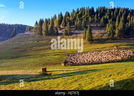 Schafherde auf der Wiese am Hang in der Nähe der Tannenwald in Bergen Rumäniens bei Sonnenaufgang Stockfoto