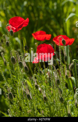 Mohnblumen im grünen Rasen, geringe Schärfentiefe Hinweis Stockfoto