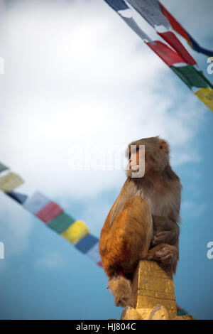 Affen in Pashupatinath Tempel in Kathmandu, Nepal. Stockfoto