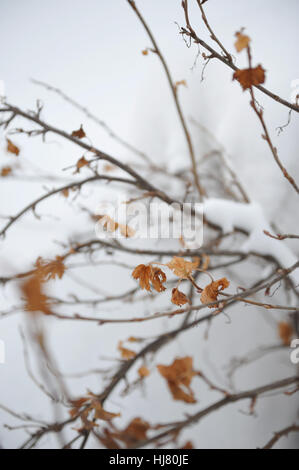 Busch von schwarzer Johannisbeere mit Schnee bedeckt, mitten im winter Stockfoto