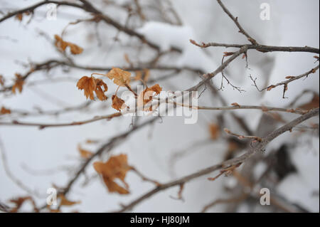 Busch von schwarzer Johannisbeere mit Schnee bedeckt, mitten im winter Stockfoto