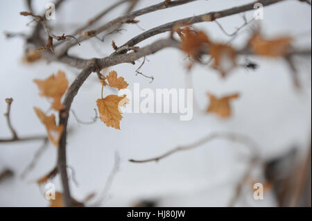 Busch von schwarzer Johannisbeere mit Schnee bedeckt, mitten im winter Stockfoto