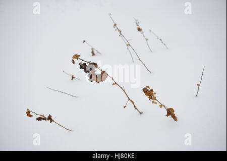 Busch von schwarzer Johannisbeere mit Schnee bedeckt, mitten im winter Stockfoto