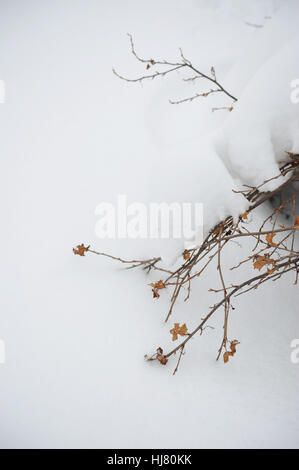 Busch von schwarzer Johannisbeere mit Schnee bedeckt, mitten im winter Stockfoto