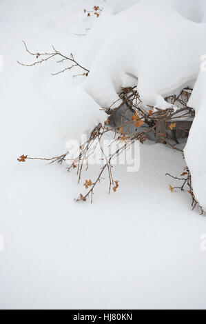 Busch von schwarzer Johannisbeere mit Schnee bedeckt, mitten im winter Stockfoto