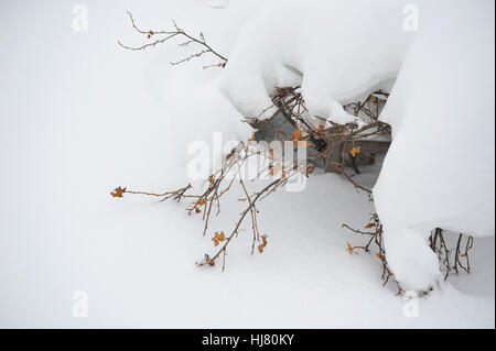 Busch von schwarzer Johannisbeere mit Schnee bedeckt, mitten im winter Stockfoto