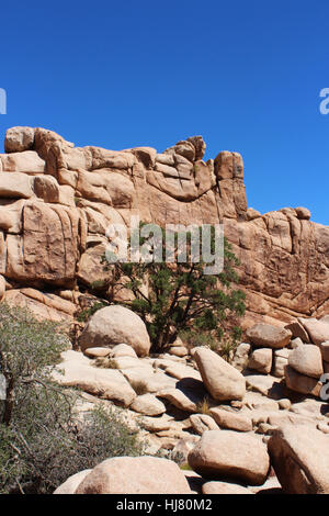 Mesquite Bäume wachsen in einzigartigen Felsformationen im Hidden Valley Picknick Bereich Trail im Joshua Tree National Park Stockfoto