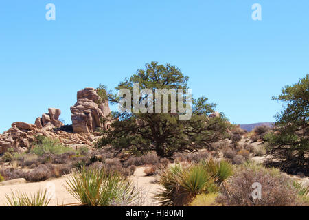 Mesquite-Baum, Yucca und Gestrüpp Busch wächst in der Nähe von Felsformationen auf dem Hidden Valley Picknick Bereich Trail Stockfoto