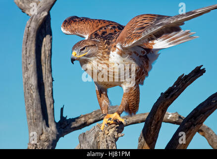 Eisenhaltiger Falke, Buteo regalis Stockfoto