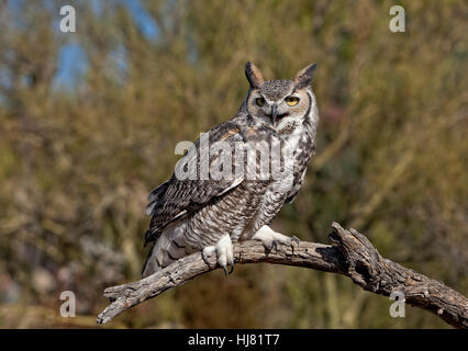 Große gehörnte Eule - Bubo virginianus Stockfoto