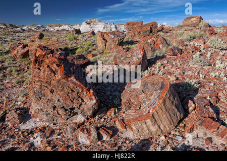 Versteinerter Baum Abschnitte - Petrified Forest National Park, AZ Stockfoto