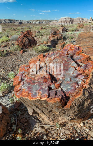 Versteinerter Baum Cross Section - Petrified Forest National Park, AZ Stockfoto