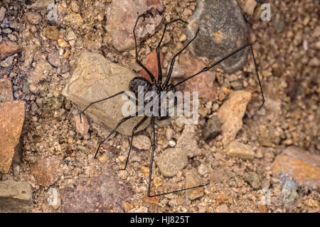 Amblypygi ist eine Bestellung von Arachnid chelicerate Gliederfüßer auch bekannt als Peitsche Spinnen und schwanzlosen Peitsche Scorpions. Amblypygids sind Spinnentiere Stockfoto