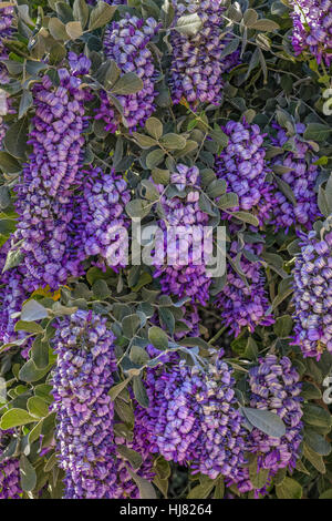 Dermatophyllum Secundiflorum ist eine Art von blühender Strauch oder kleiner Baum in der Erbse Familie. Häufige Namen enthalten Texas Mountain Laurel, Texas mescal Stockfoto